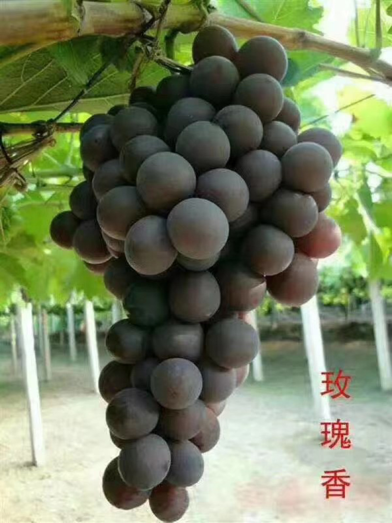 葡萄树苗葡萄苗