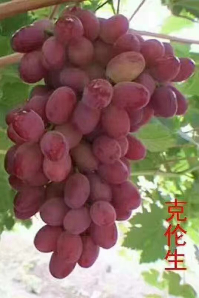 葡萄树苗葡萄苗