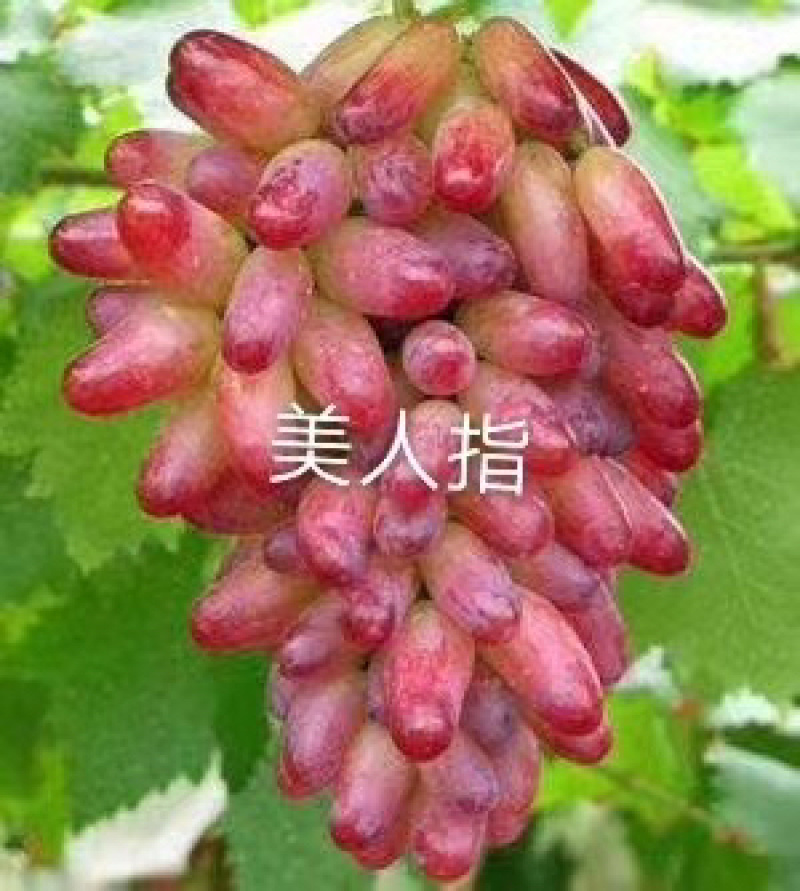 葡萄树苗葡萄苗