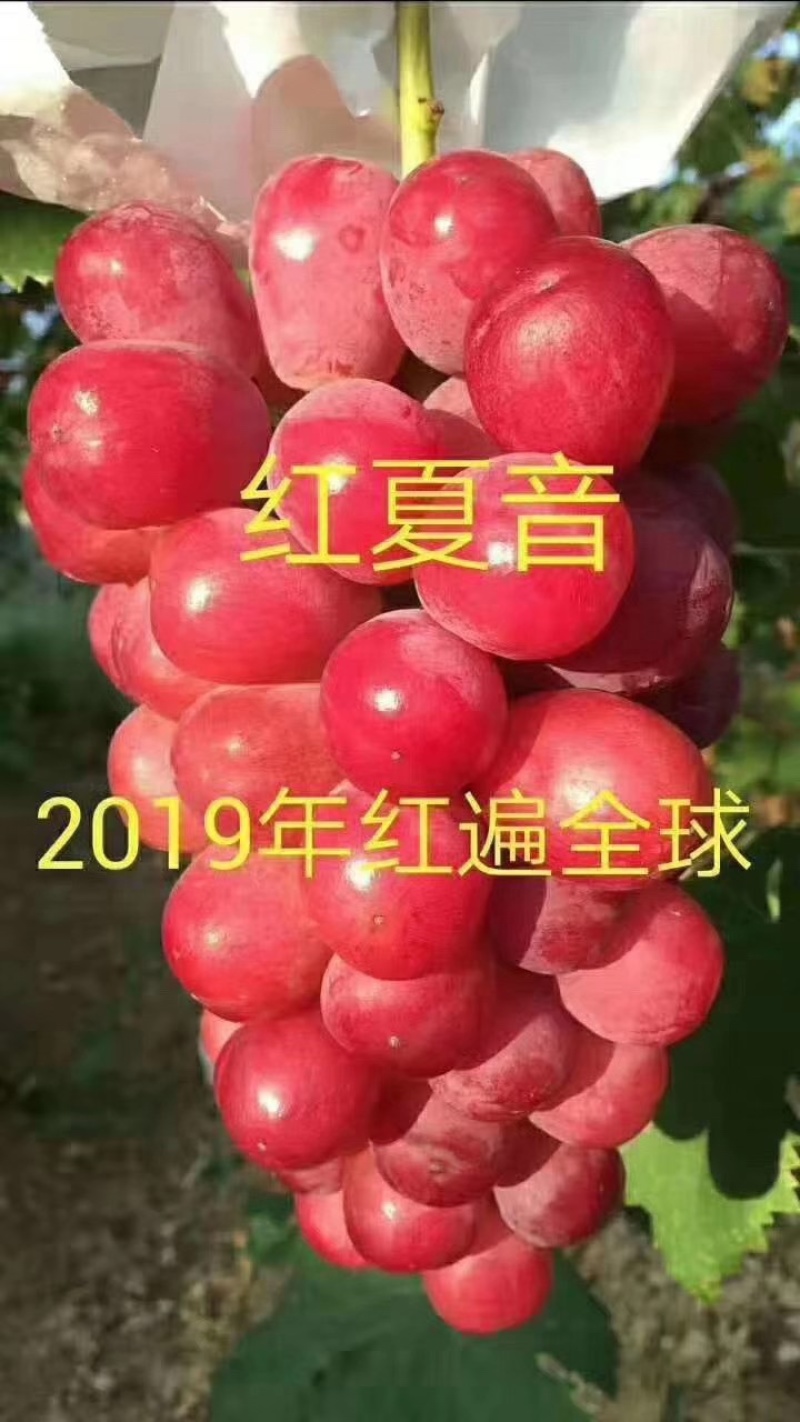 葡萄树苗葡萄苗