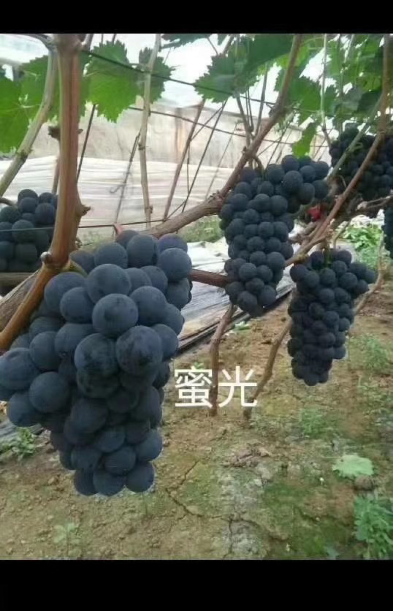 葡萄树苗葡萄苗