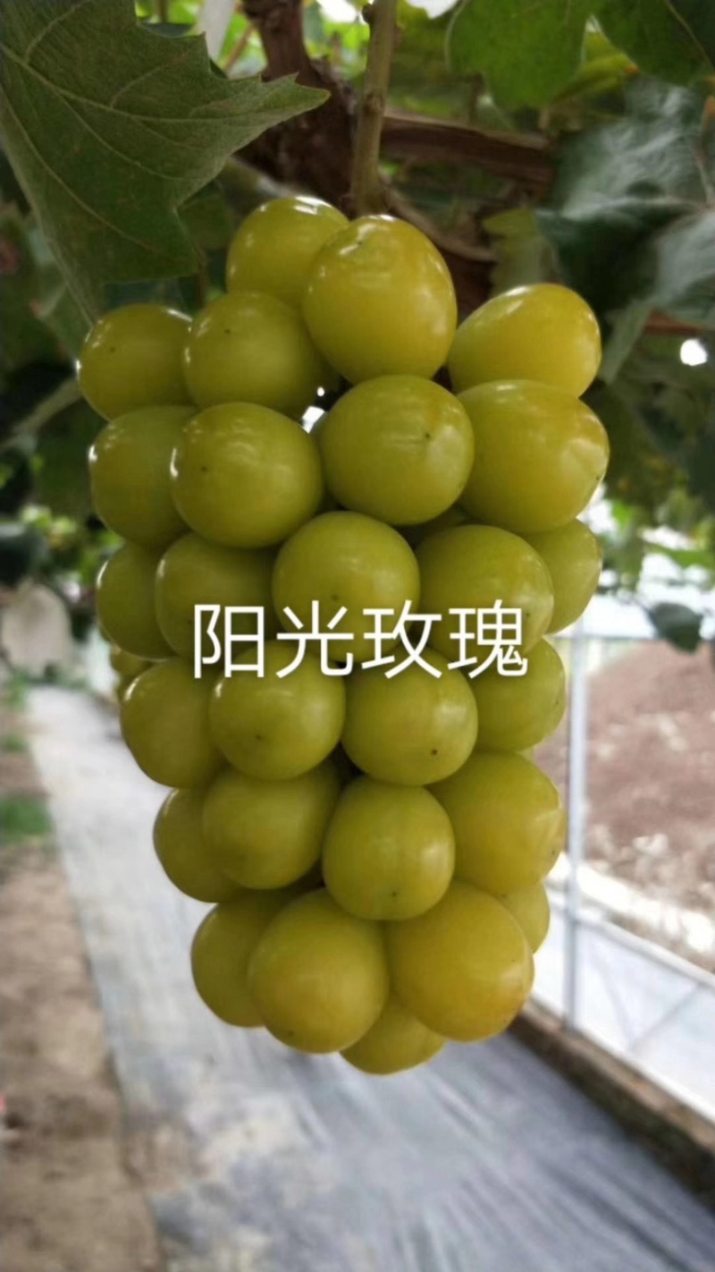 葡萄树苗葡萄苗