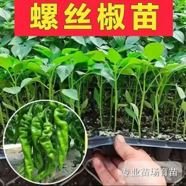 辣椒苗一手货源，成活率高，欢迎新老客户前来合作