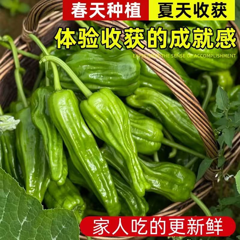 辣椒苗一手货源，成活率高，欢迎新老客户前来合作