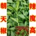 辣椒苗一手货源，成活率高，欢迎新老客户前来合作