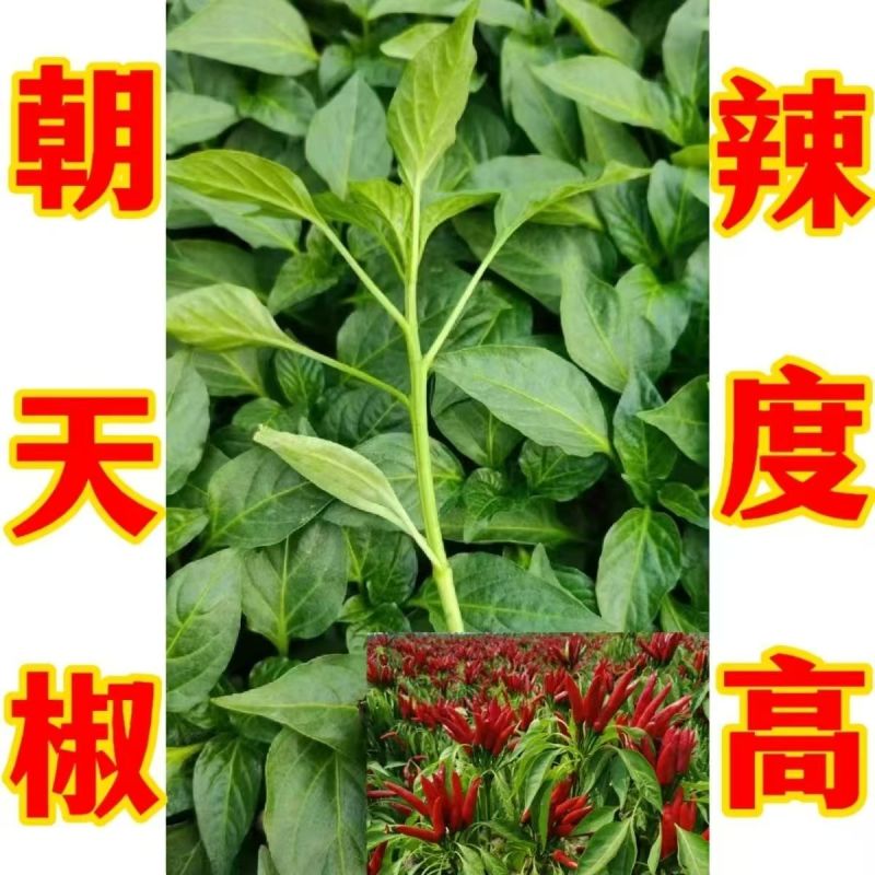 辣椒苗一手货源，成活率高，欢迎新老客户前来合作