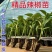 辣椒苗一手货源，成活率高，欢迎新老客户前来合作