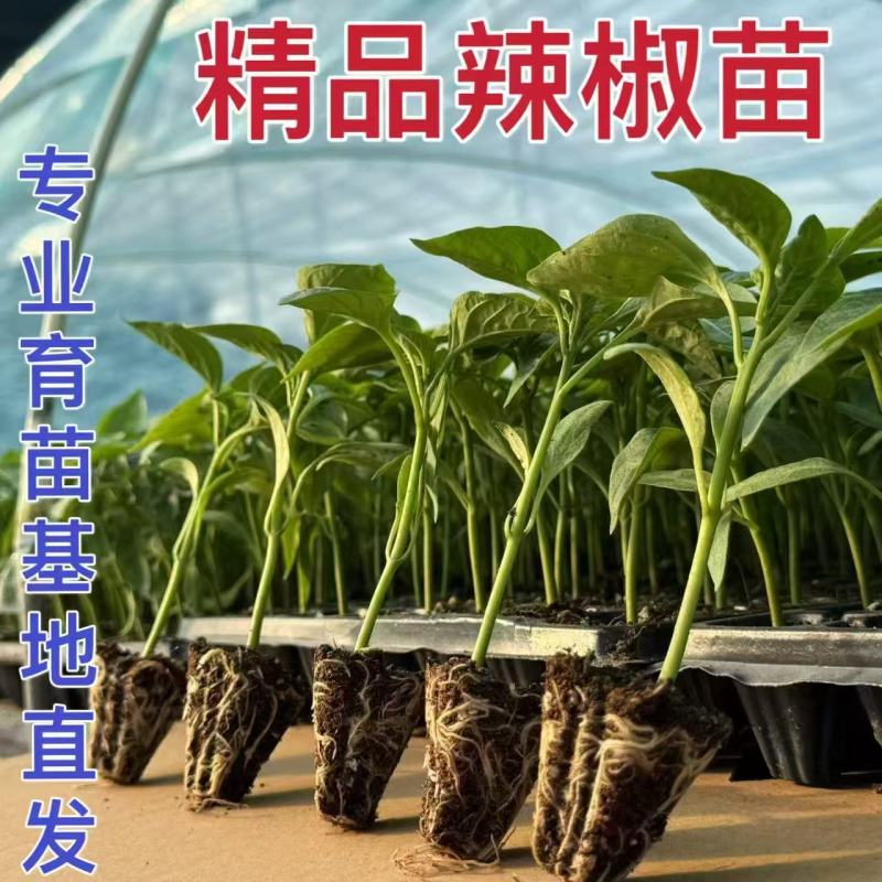 辣椒苗一手货源，成活率高，欢迎新老客户前来合作