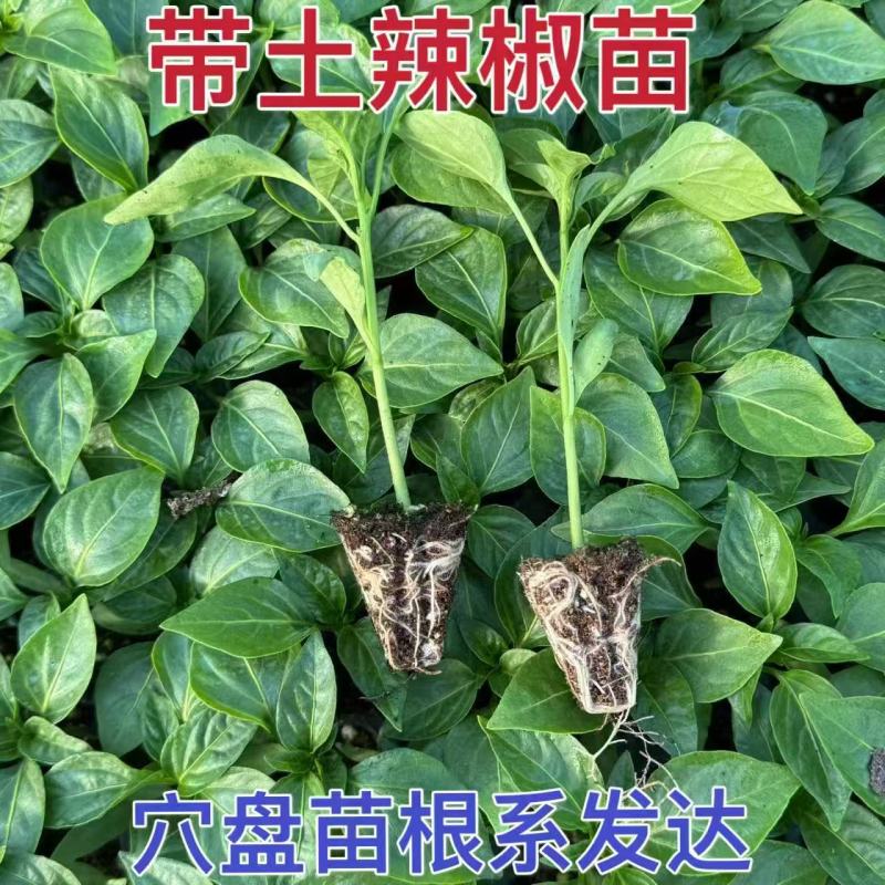 辣椒苗一手货源，成活率高，欢迎新老客户前来合作
