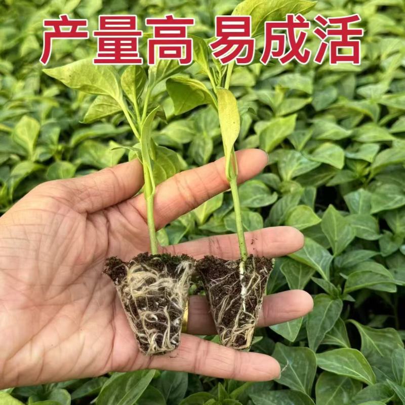 辣椒苗一手货源，成活率高，欢迎新老客户前来合作