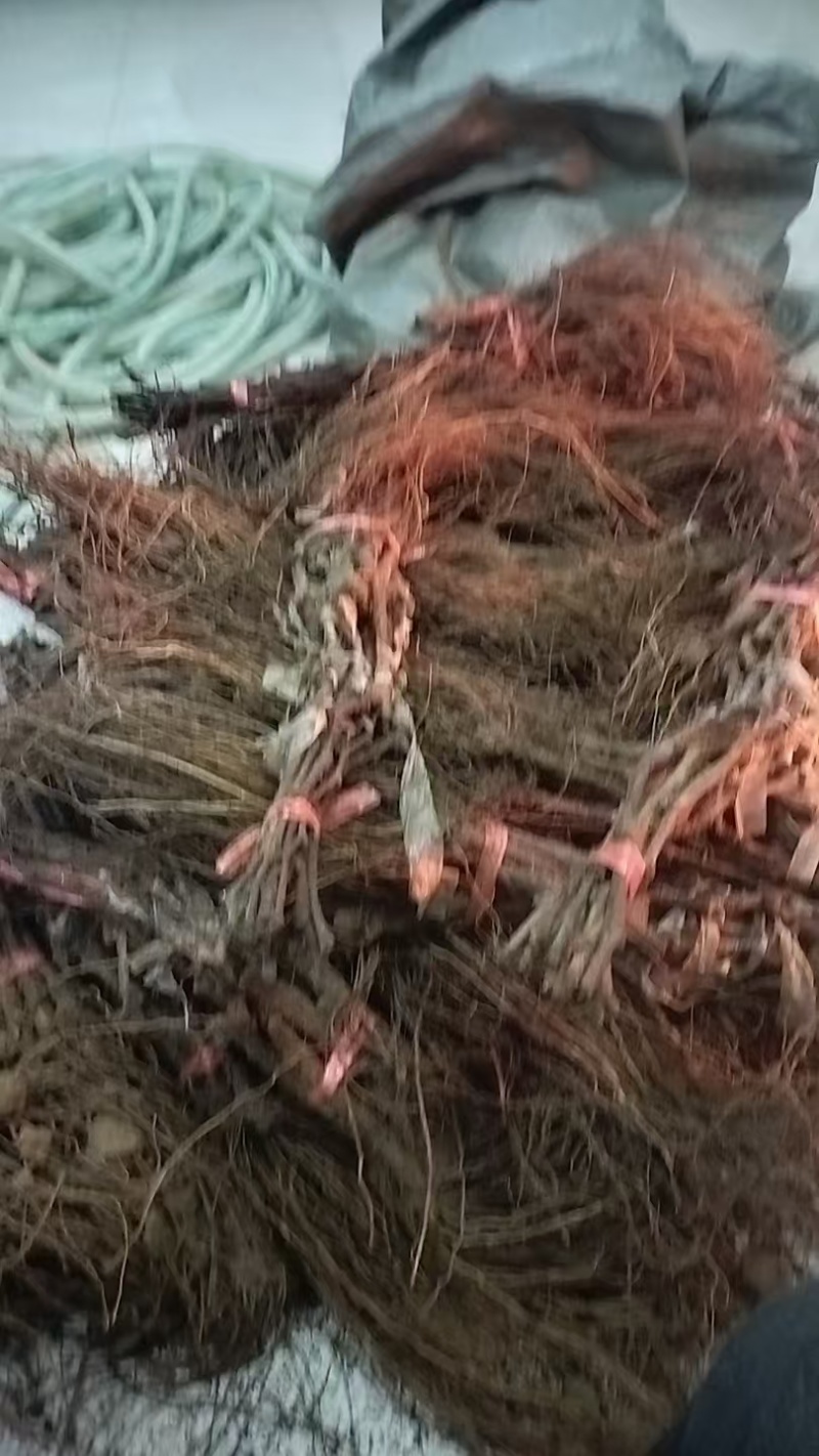 精品阳光玫瑰嫁接葡萄苗，今秋价格略涨，用量大的私信我