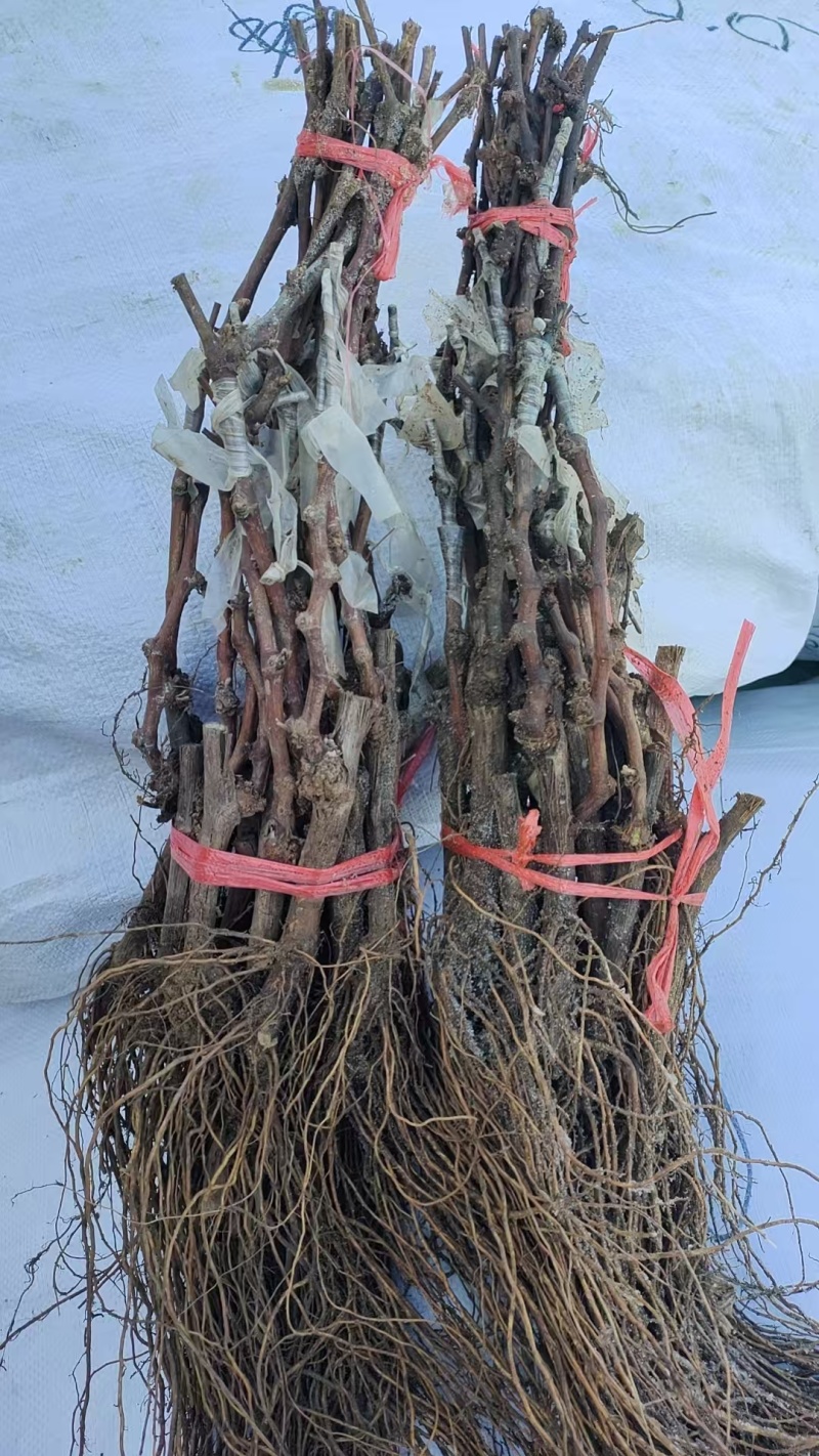 精品阳光玫瑰嫁接葡萄苗，今秋价格略涨，用量大的私信我