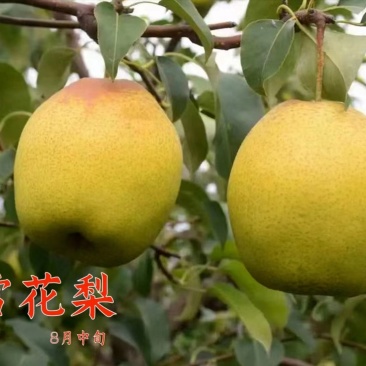 秋月梨树苗梨树苗翠冠梨雪梨库尔勒香梨各品种梨树苗