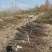 秋月梨树苗梨树苗翠冠梨雪梨库尔勒香梨各品种梨树苗