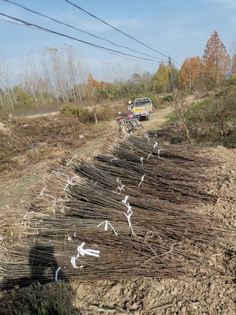 秋月梨树苗梨树苗翠冠梨雪梨库尔勒香梨各品种梨树苗