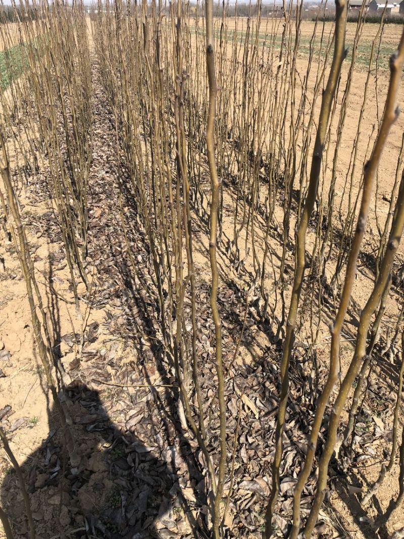 秋月梨树苗梨树苗翠冠梨雪梨库尔勒香梨各品种梨树苗