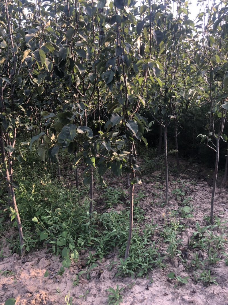秋月梨树苗梨树苗翠冠梨雪梨库尔勒香梨各品种梨树苗