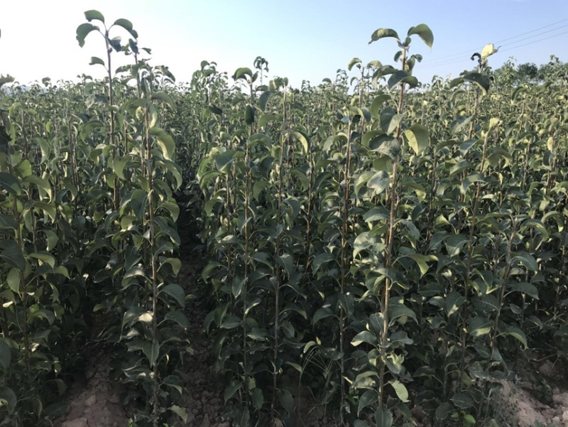 秋月梨树苗梨树苗翠冠梨雪梨库尔勒香梨各品种梨树苗