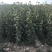 秋月梨树苗梨树苗翠冠梨雪梨库尔勒香梨各品种梨树苗