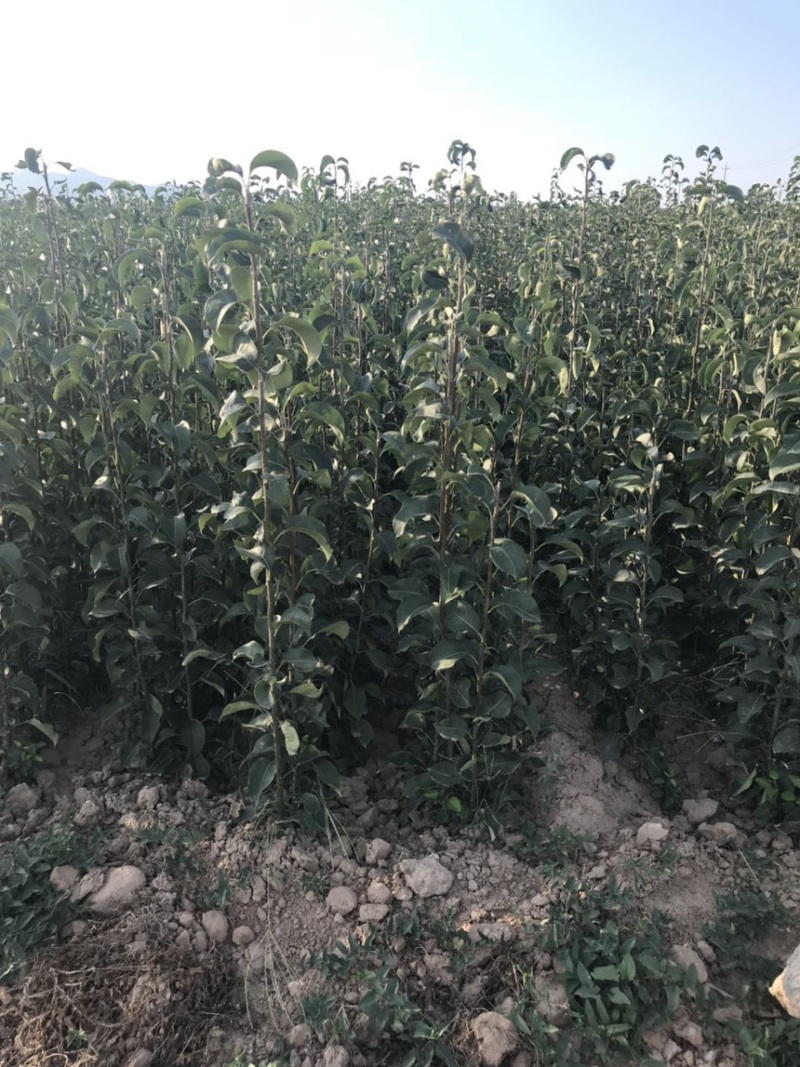 秋月梨树苗梨树苗翠冠梨雪梨库尔勒香梨各品种梨树苗