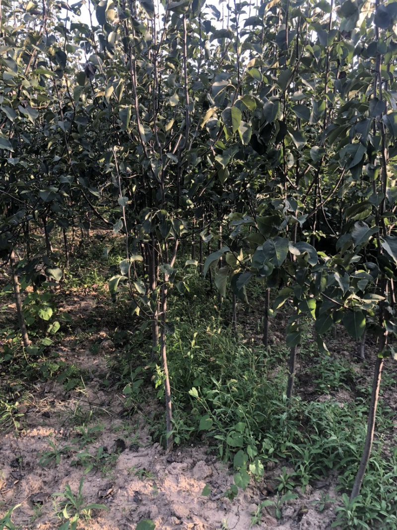 秋月梨树苗梨树苗翠冠梨雪梨库尔勒香梨各品种梨树苗