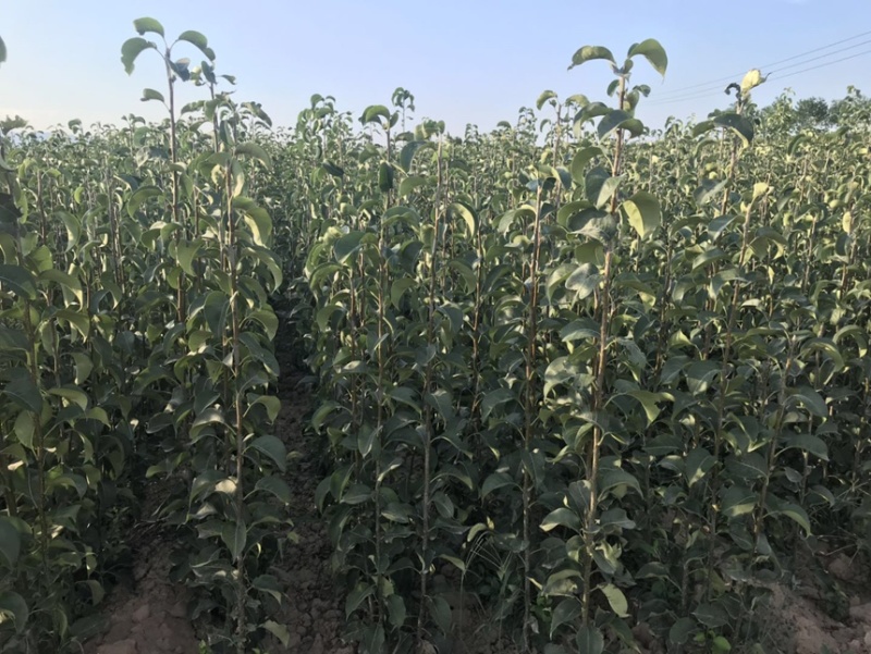 秋月梨树苗梨树苗翠冠梨雪梨库尔勒香梨各品种梨树苗
