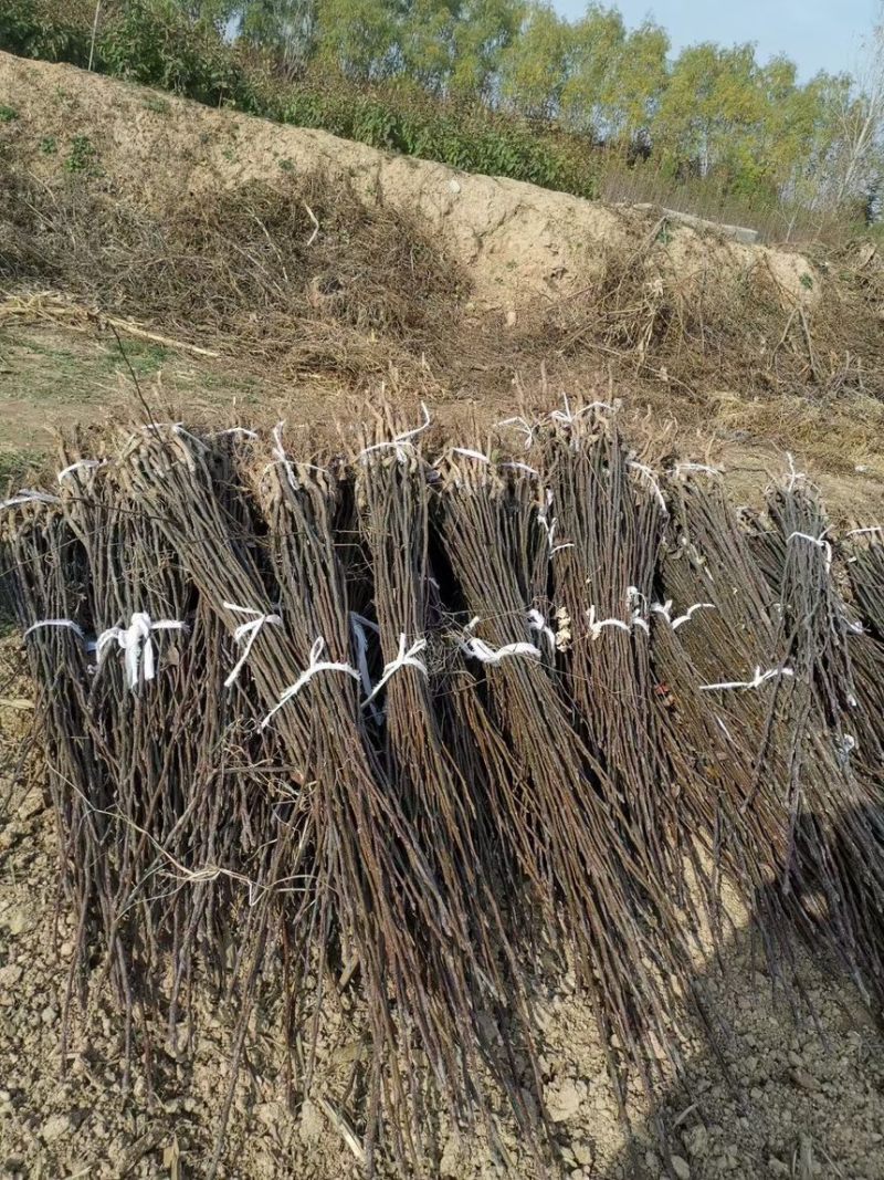 秋月梨树苗梨树苗翠冠梨雪梨库尔勒香梨各品种梨树苗