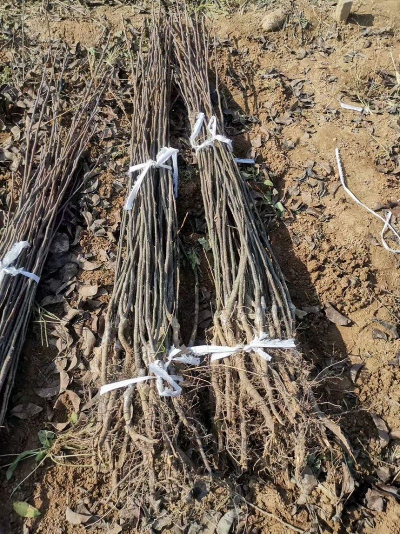 秋月梨树苗梨树苗翠冠梨雪梨库尔勒香梨各品种梨树苗