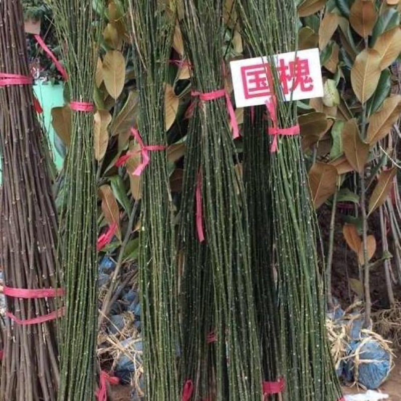 国槐小苗国槐树苗国槐树基地直发双季槐树苗