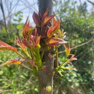 香椿树苗红油香椿苗香椿苗