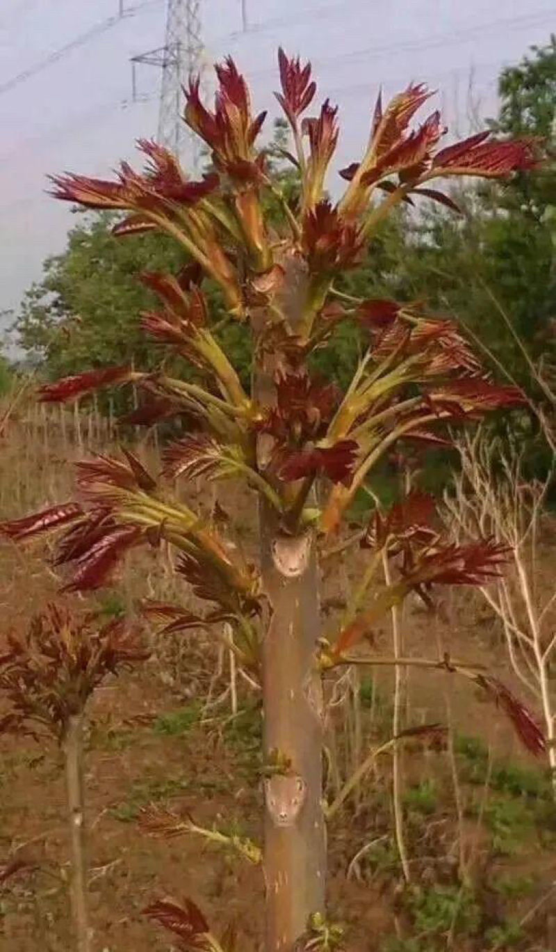香椿树苗红油香椿苗香椿苗