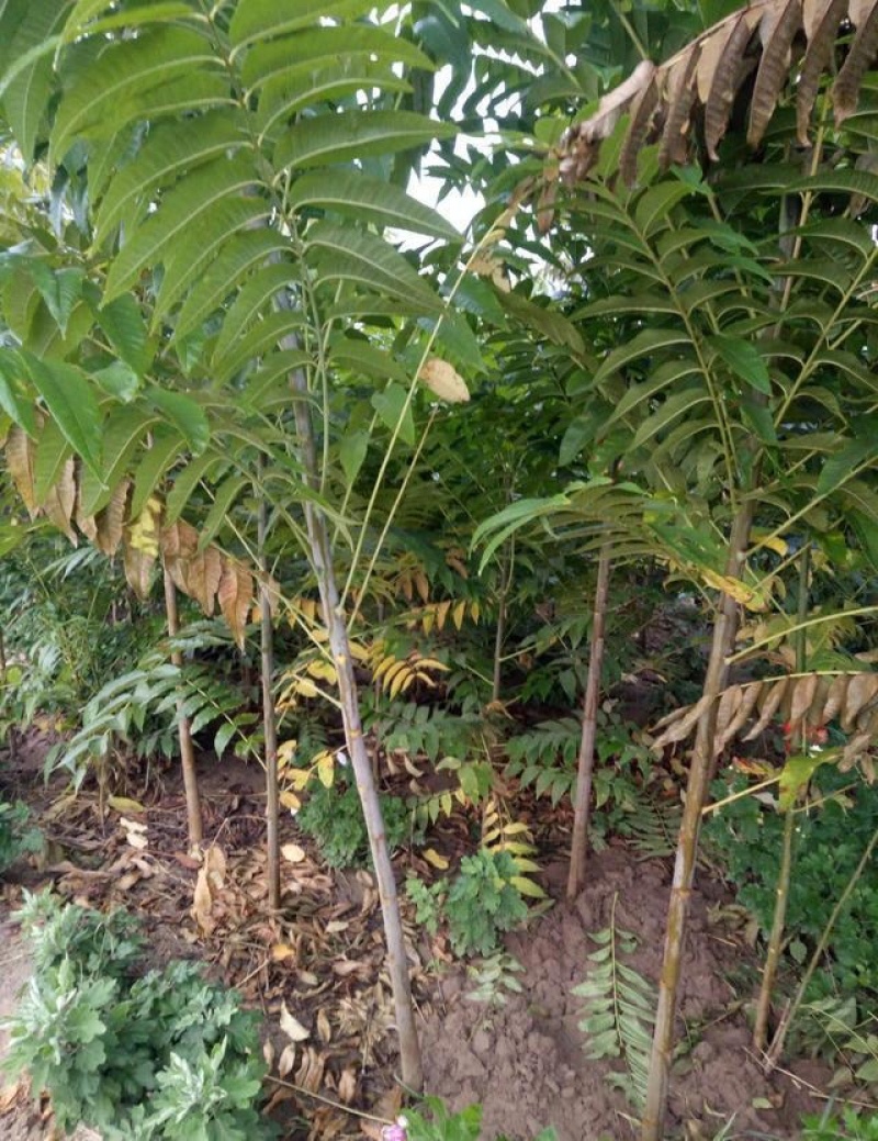 香椿树苗红油香椿苗香椿苗