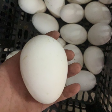 直供鹅蛋