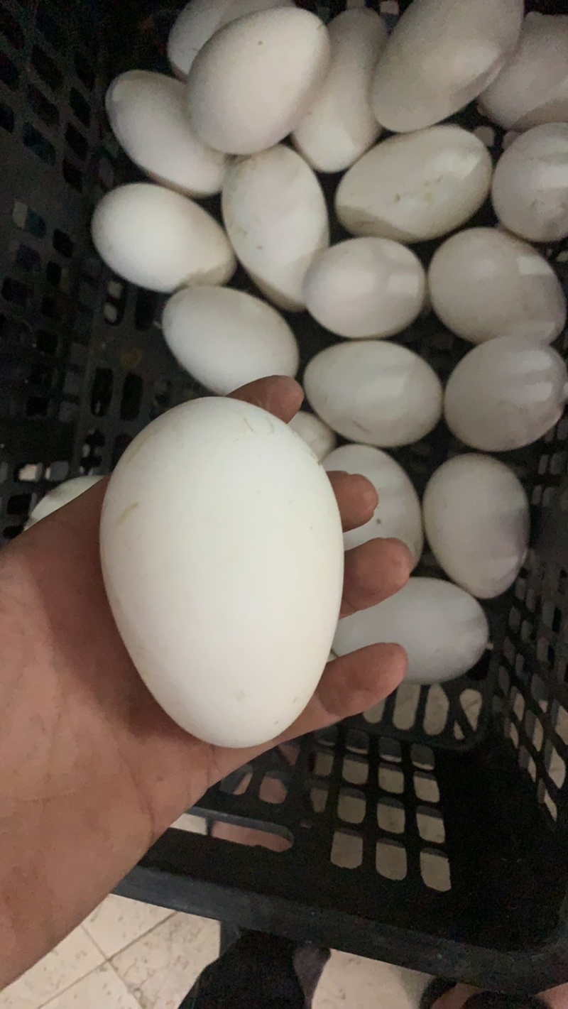 直供鹅蛋