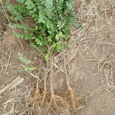 刺槐树苗现挖现发基地直发