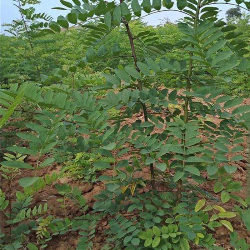刺槐树苗现挖现发基地直发