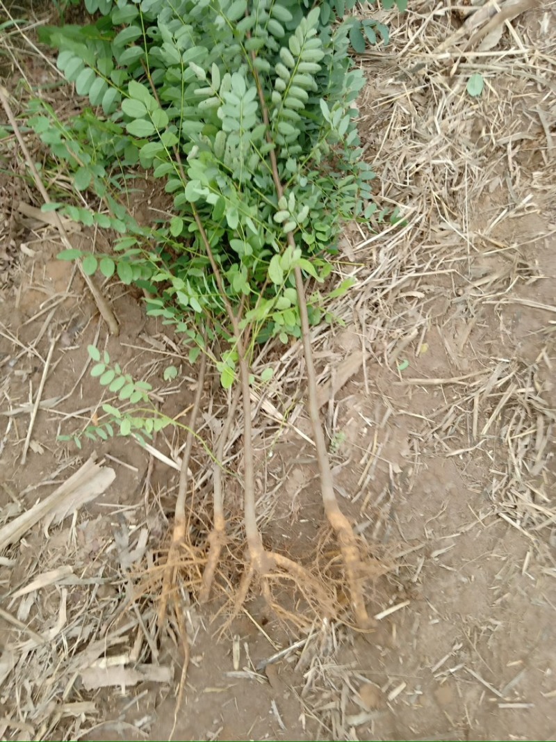 刺槐树苗现挖现发基地直发