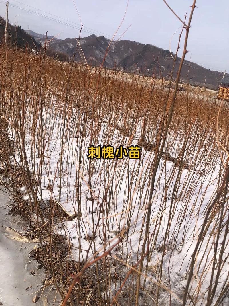 刺槐树苗现挖现发基地直发