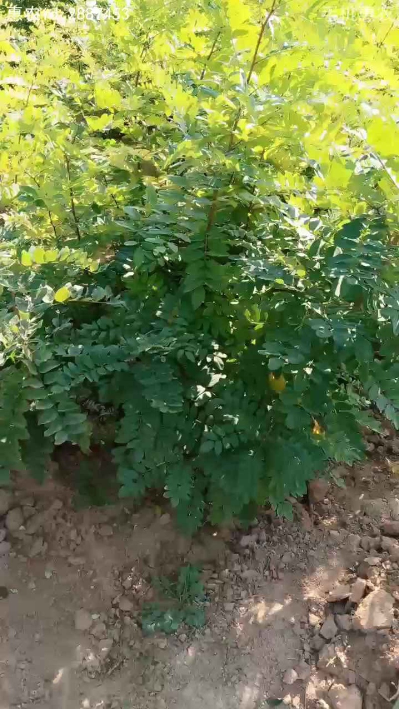 刺槐树苗现挖现发基地直发