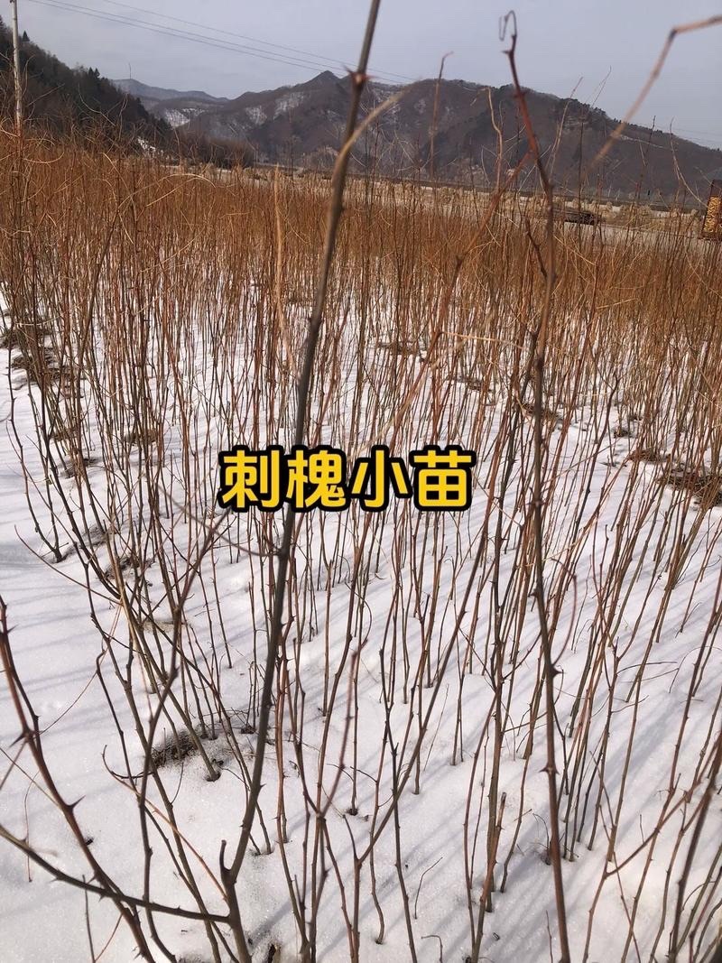 刺槐树苗现挖现发基地直发