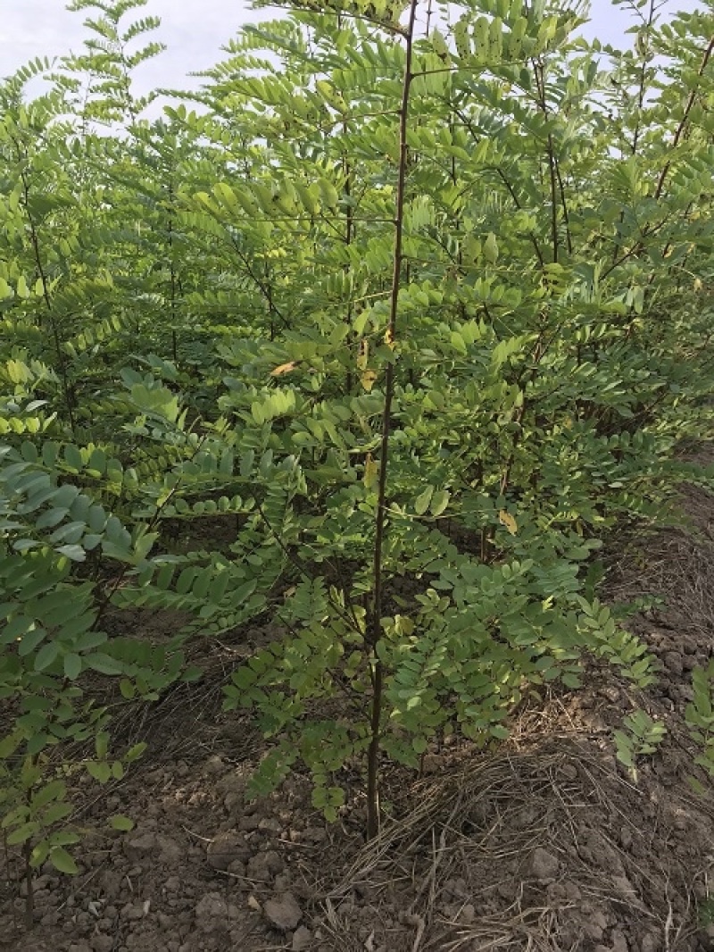 刺槐树苗现挖现发基地直发