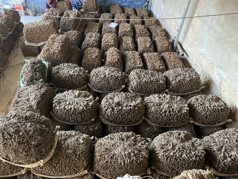 精品当归规格齐全量大从优质量保证欢迎咨询