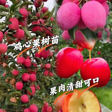 鸡心果树苗鸡心果苗现挖现发