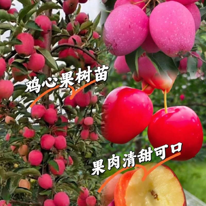 鸡心果树苗鸡心果苗现挖现发