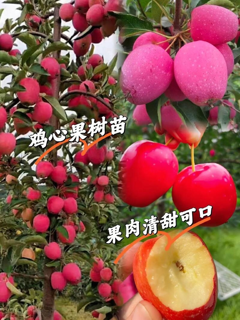 鸡心果树苗鸡心果苗现挖现发