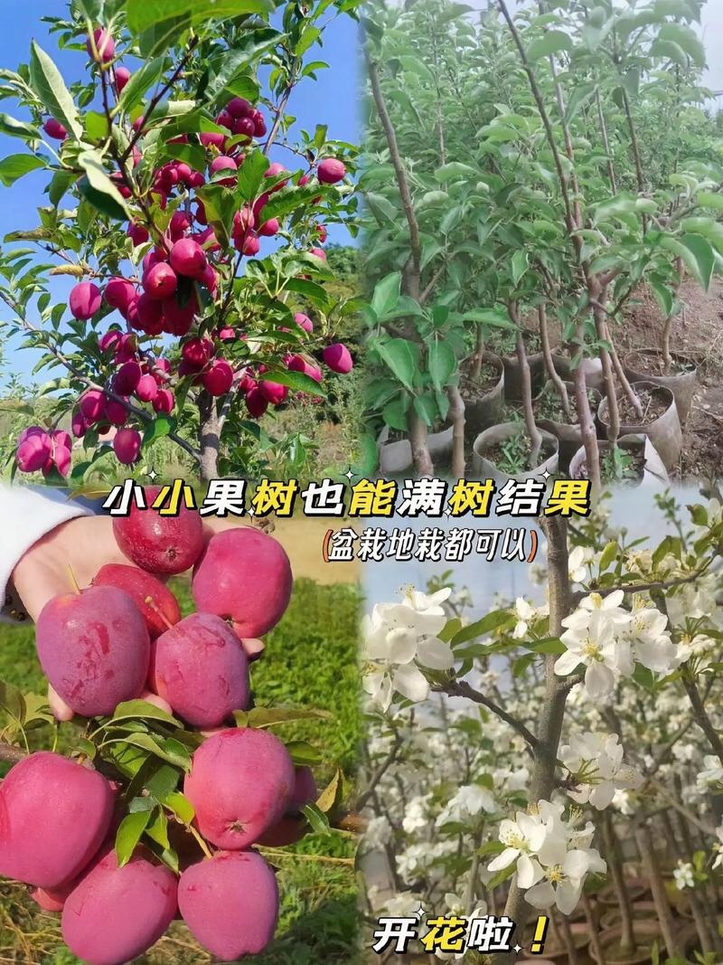 鸡心果树苗鸡心果苗现挖现发