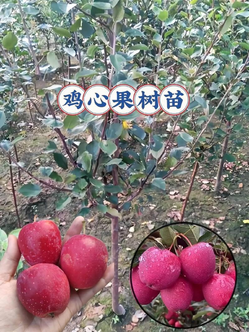 鸡心果树苗鸡心果苗现挖现发