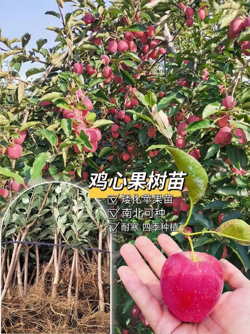 鸡心果树苗鸡心果苗现挖现发