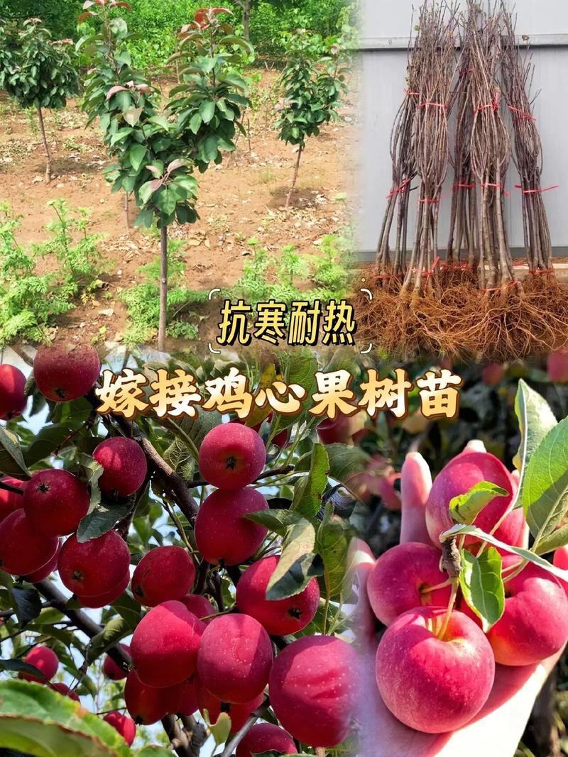 鸡心果树苗鸡心果苗现挖现发