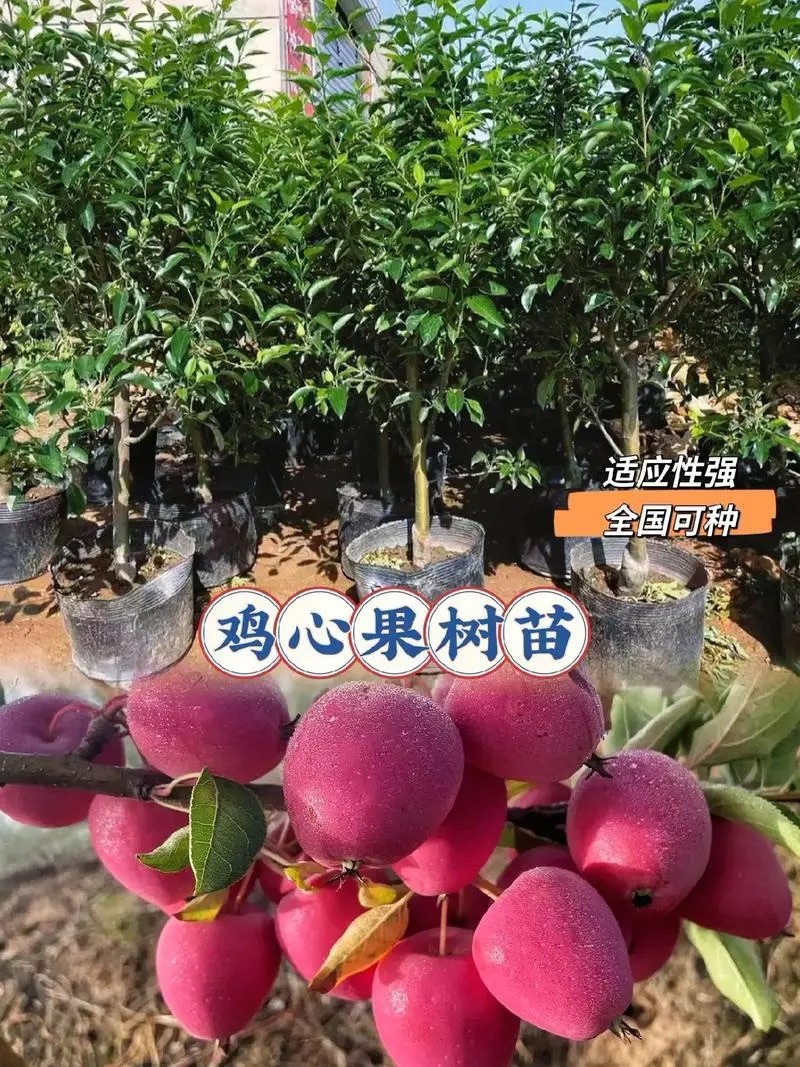 鸡心果树苗鸡心果苗现挖现发